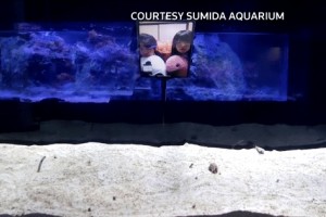 见不到游客它们自闭了水族馆四处找人和鳗鱼打电话